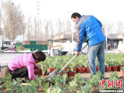 首批26萬盆蔬菜陸續移栽進入北京世園會百蔬園