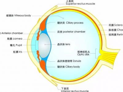 視力越來越差？關于護眼防近視的六大誤區，你中招了么？